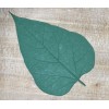 Rubber Leaf Forms